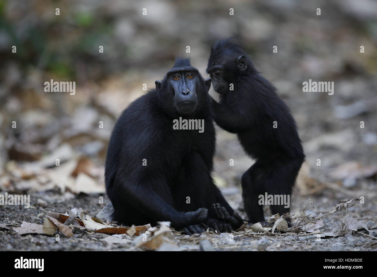 Celebes Crested Macaque, Macaca nigra, youngster grooming adult Stock Photo