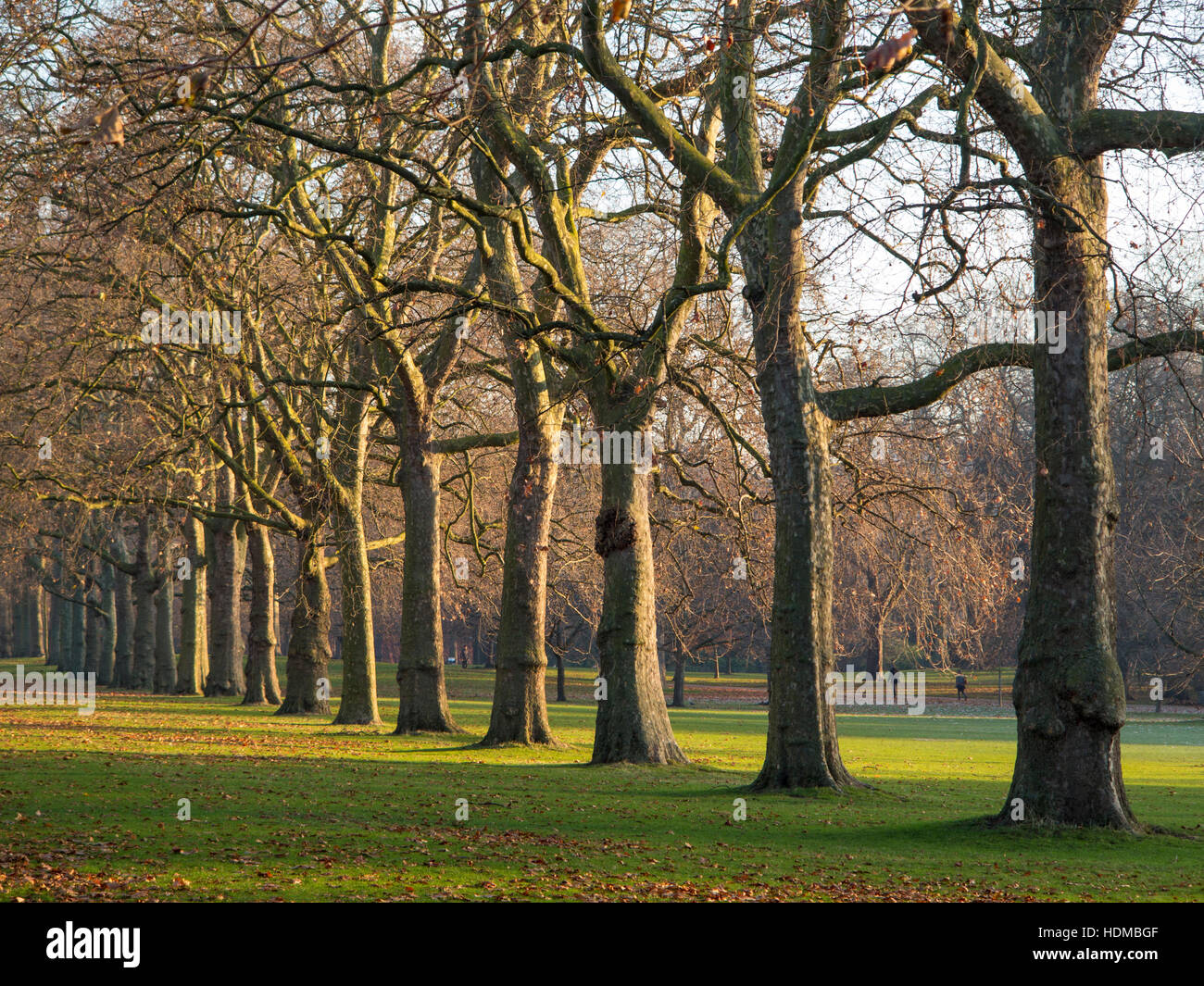 A line of trees Stock Photo - Alamy