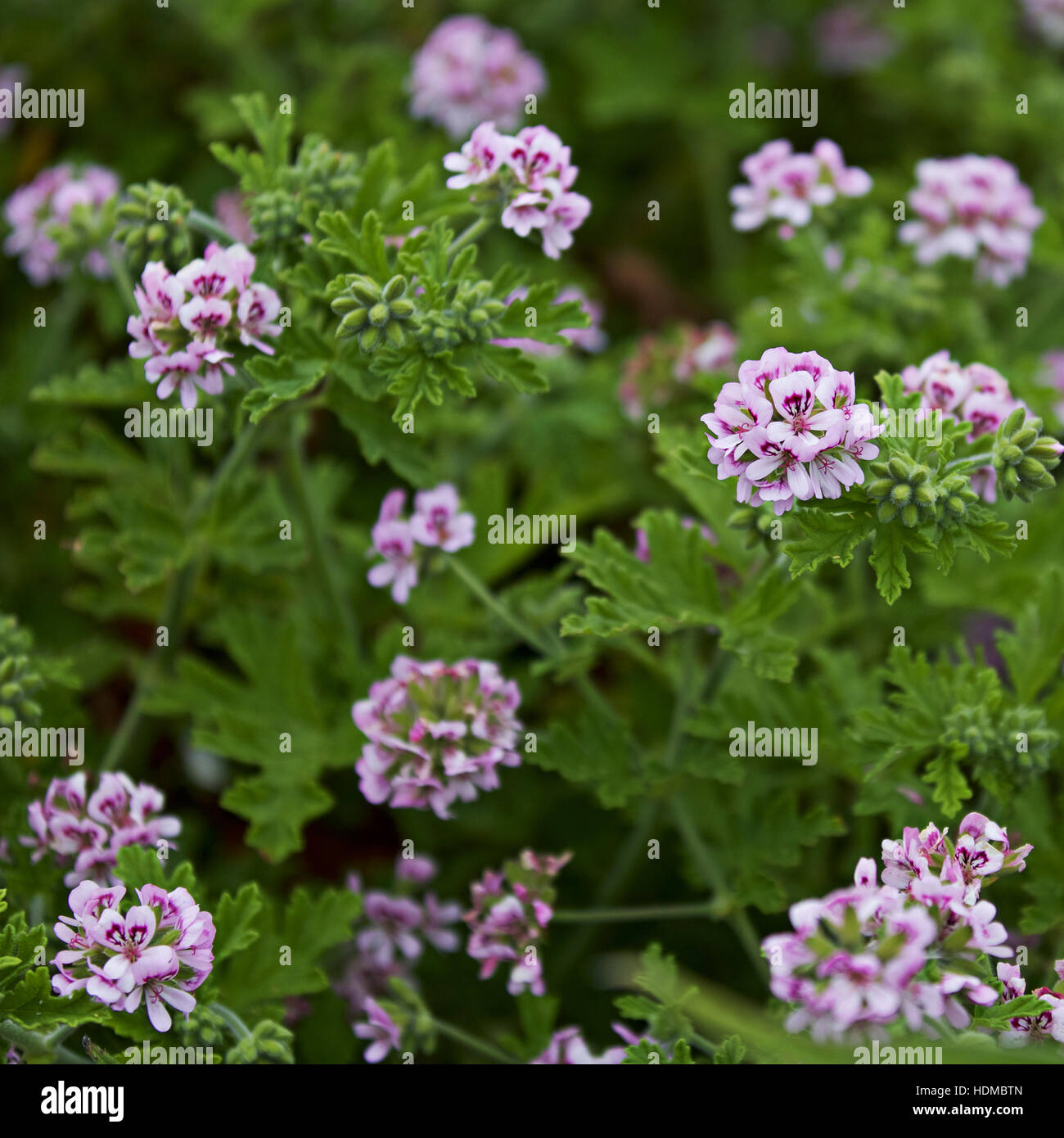 Sweetscented Geranium (Pelargonium graveolens), Cornwall, UK Stock Photo Alamy