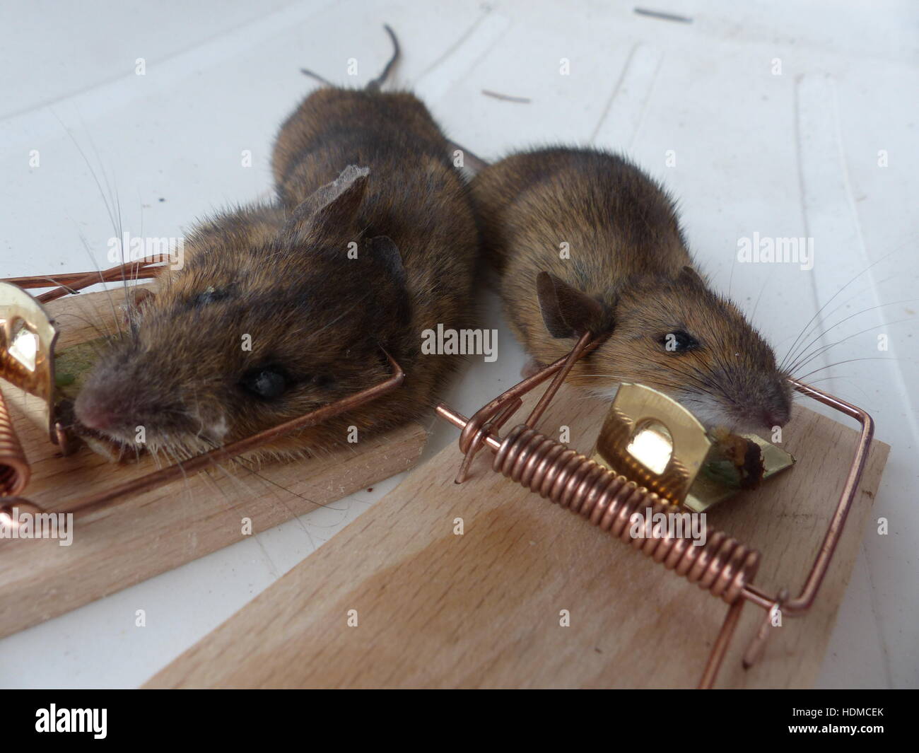 https://c8.alamy.com/comp/HDMCEK/mice-trapped-in-mouse-trap-HDMCEK.jpg