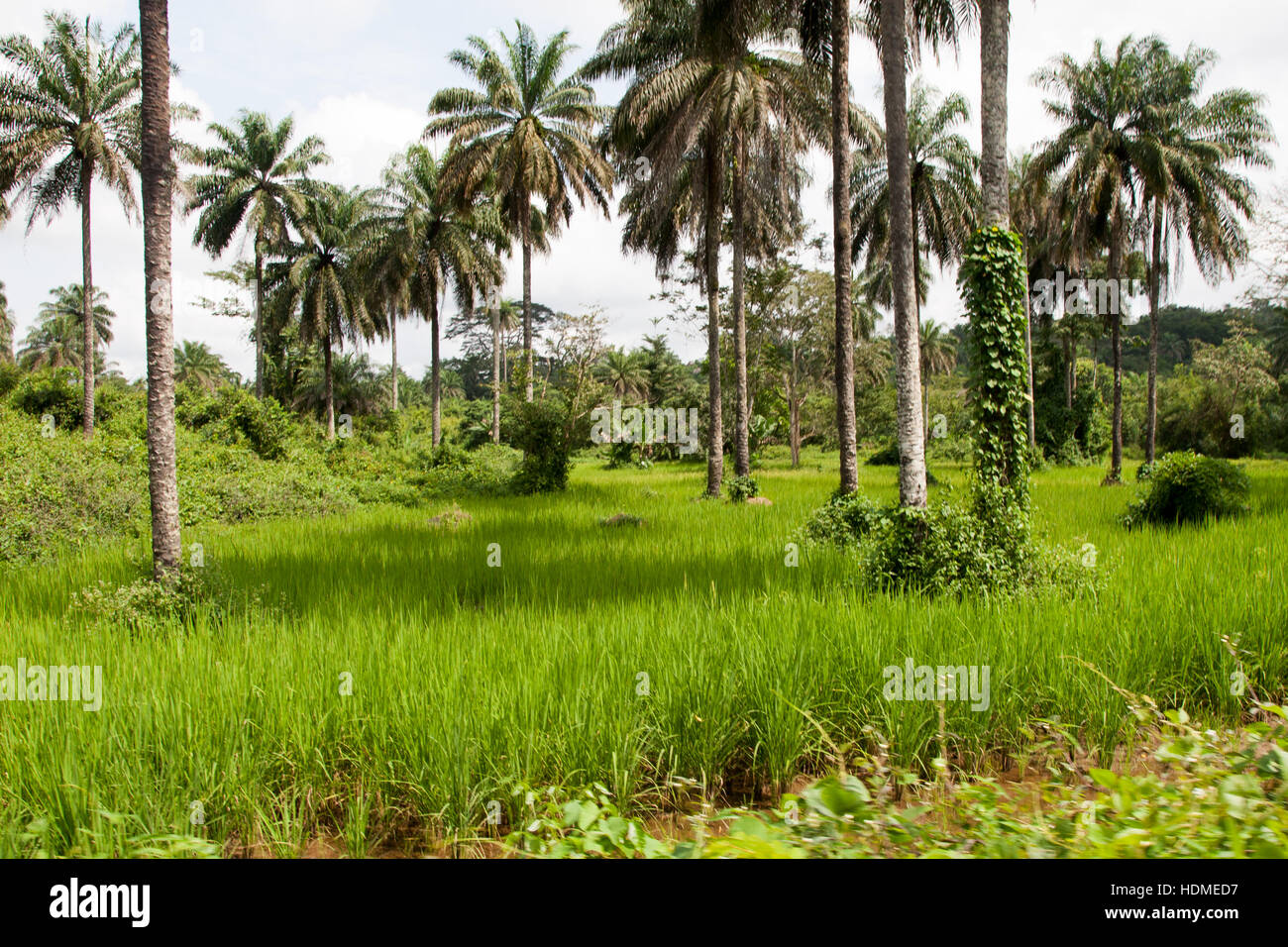 Intensive land use means in Sierra Leone: oil palms stand in rice fields Stock Photo