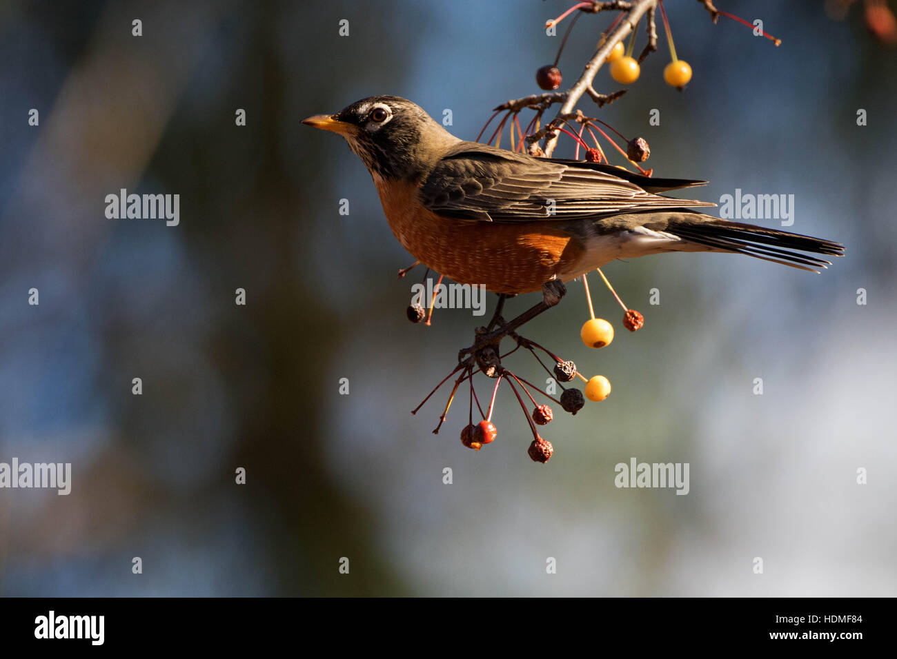 Robin in yellow cherries Stock Photo