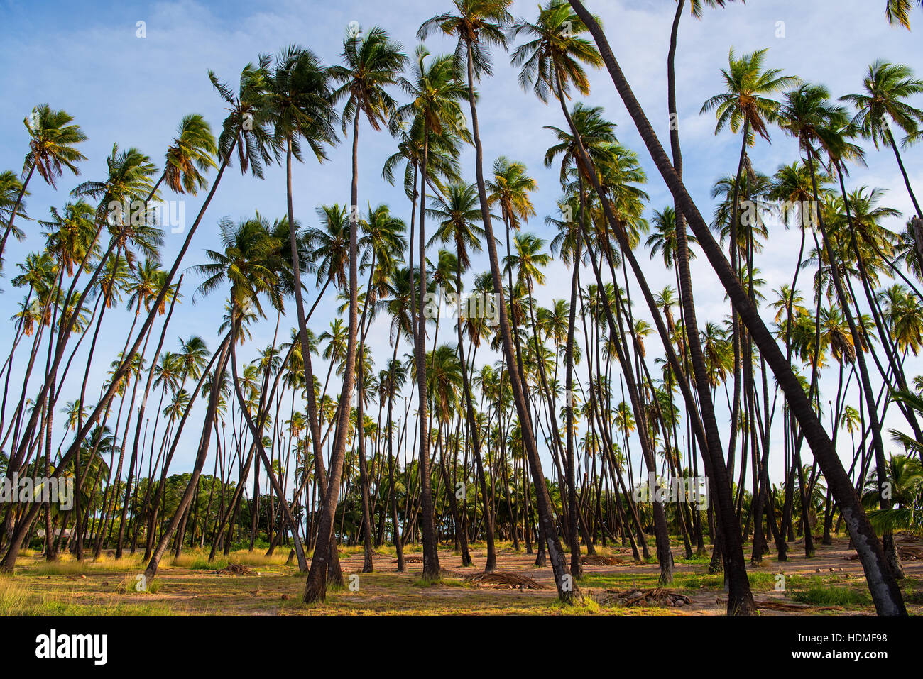 Kapuaiwa Coconut Grove is one of the last royal coconut groves in Hawai'i. King Kamehameha IV had a thousand coconut palm trees planted to honor his w Stock Photo