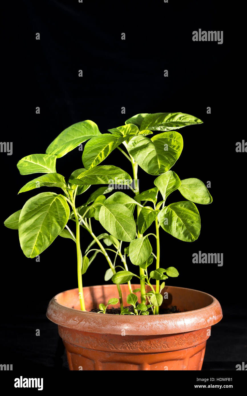 Growing spinach hires stock photography and images Alamy