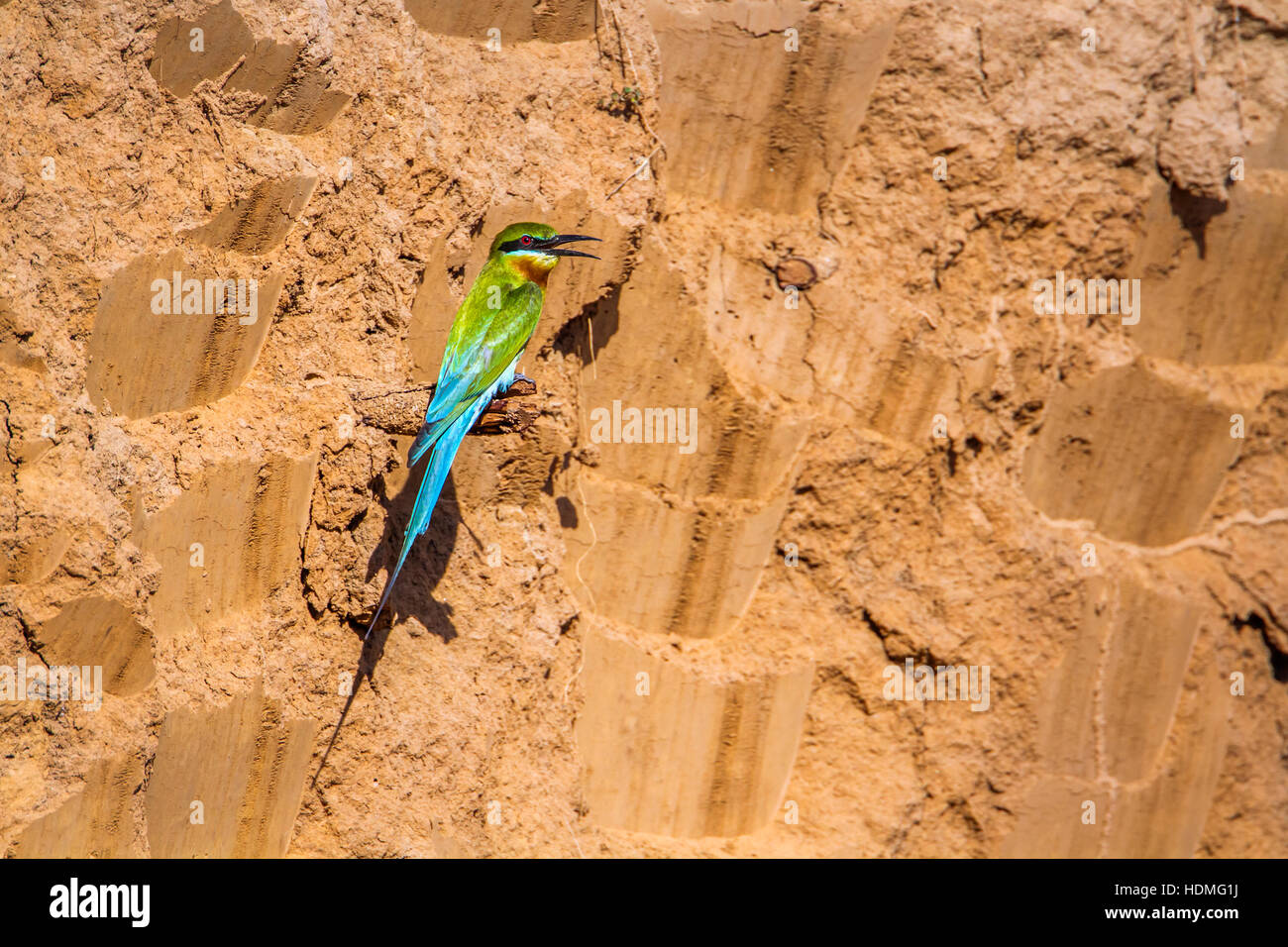 Blue-tailde bee-eater in Bardia national park, Nepal ; specie Merops ...