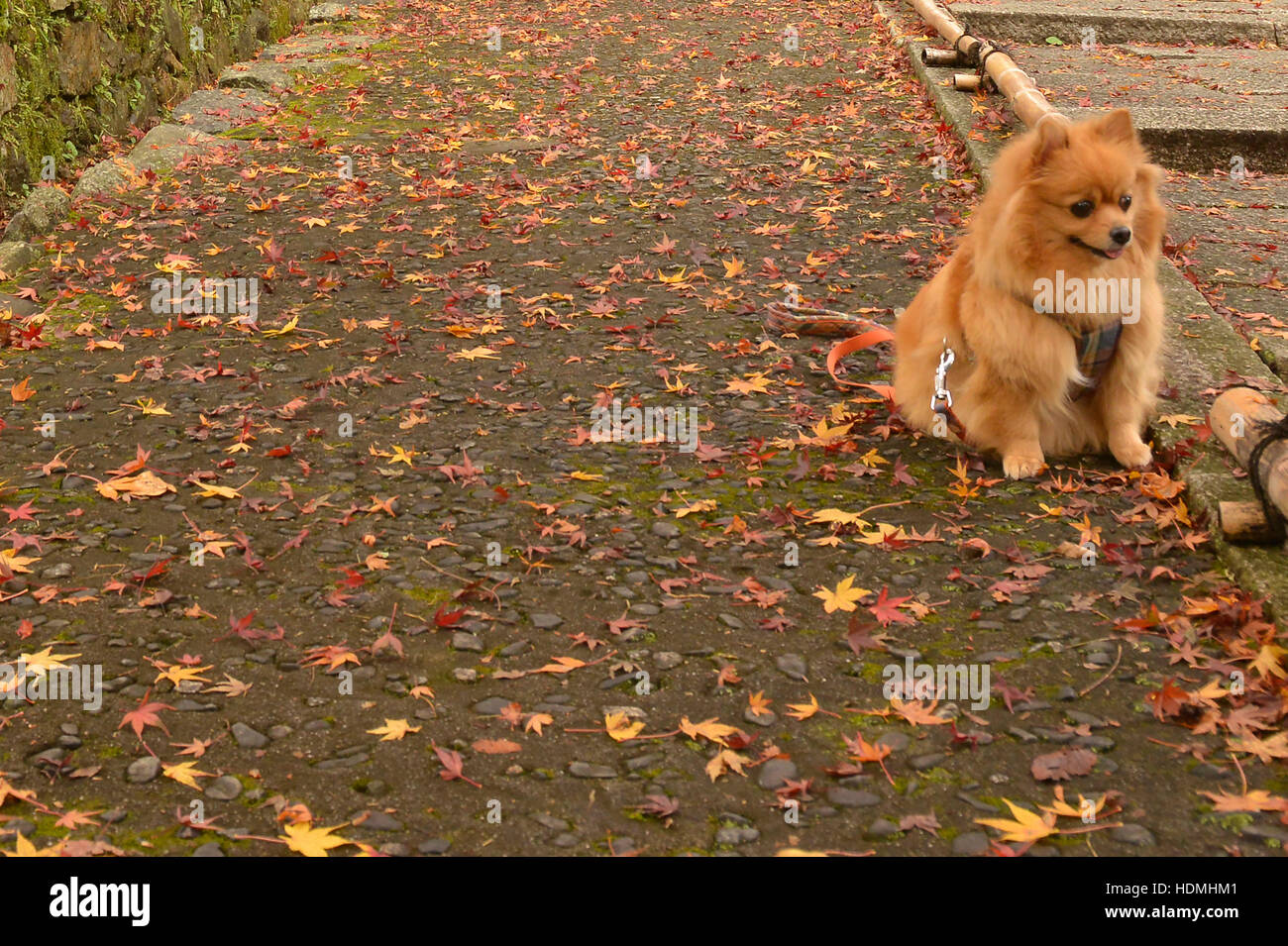 Autumn Leaves And A Dog At Bishumondo Temple Kyoto Japan Stock Photo Alamy