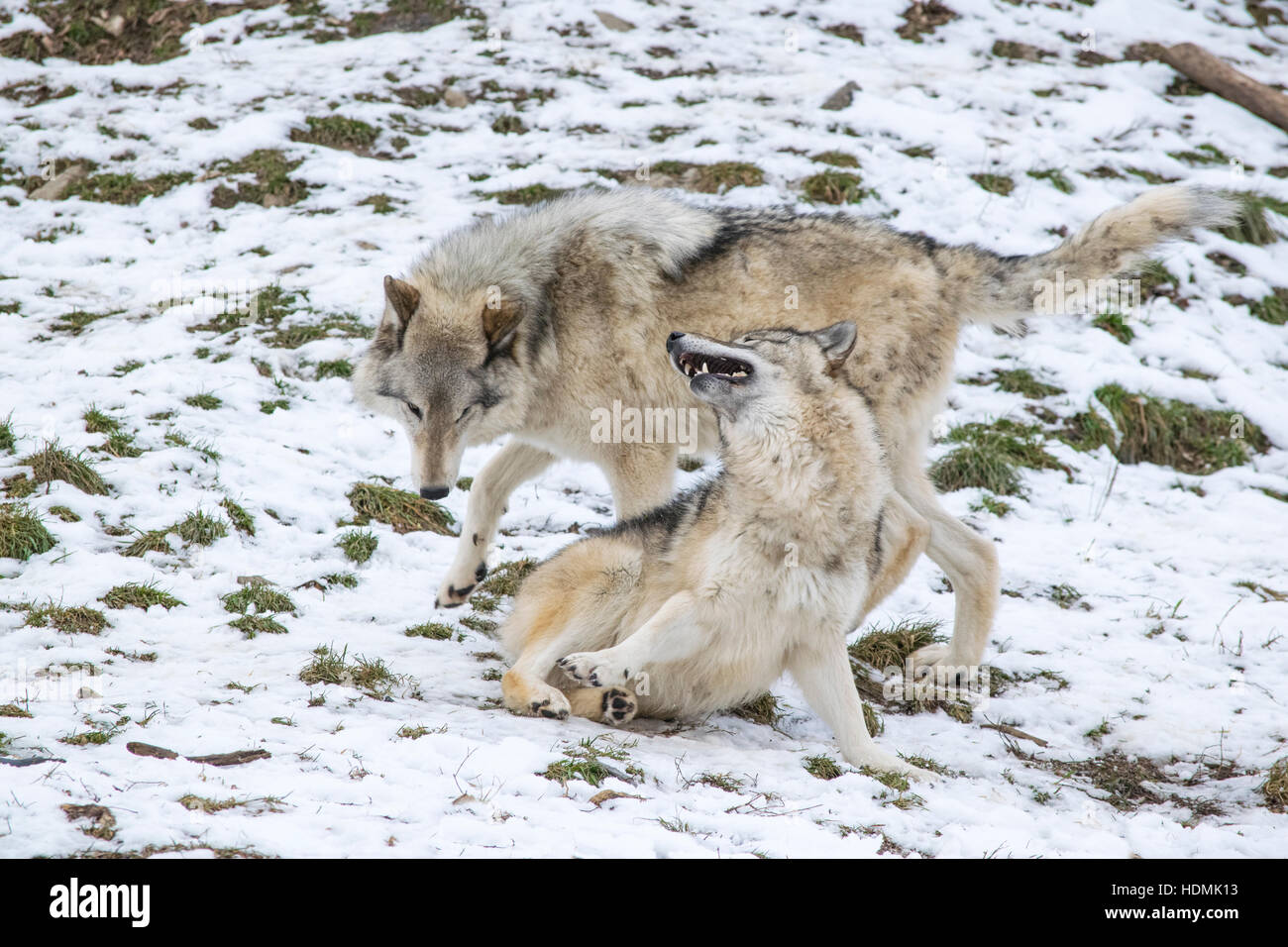 A pair of Timber Wolves playing. Stock Photo