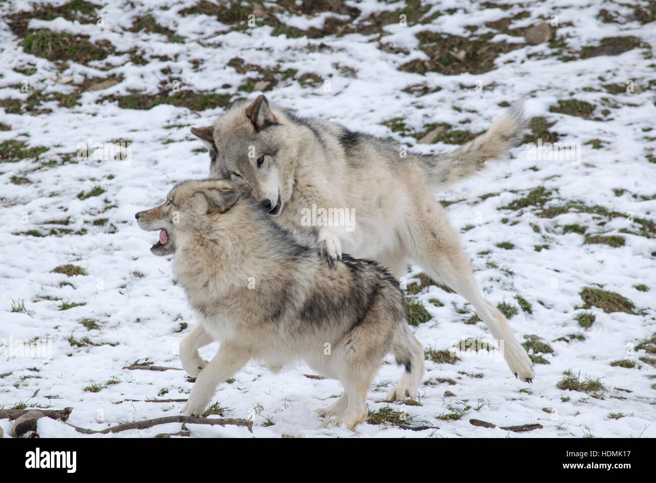 A pair of Timber Wolves playing. Stock Photo