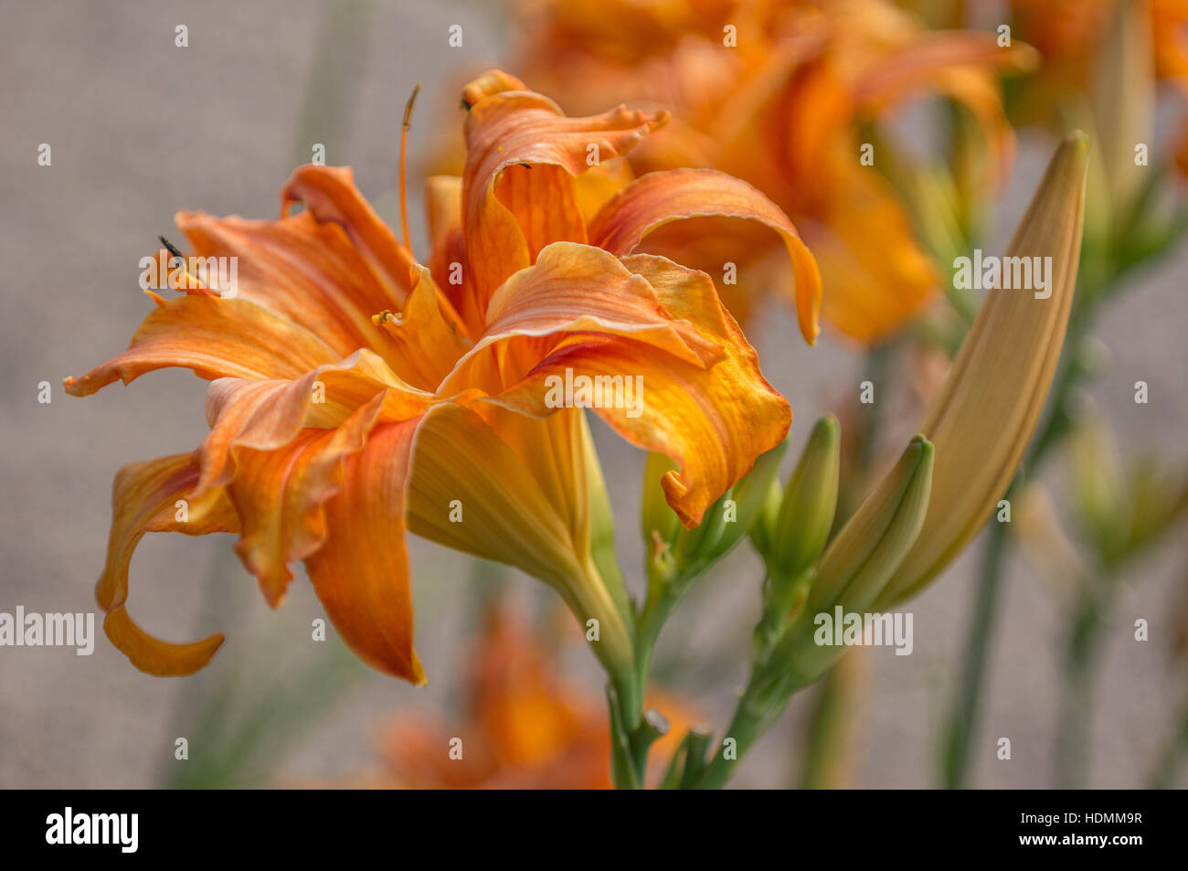 Orange multi-lobed lily flowers close up Hemerocallis Stock Photo