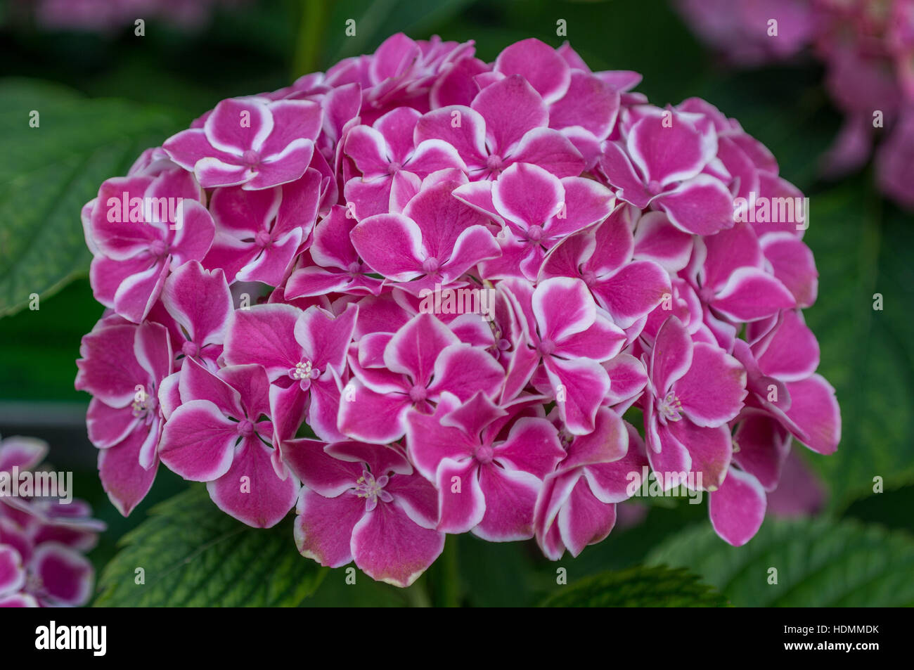 Pink lush hydrangea blossom with white petal edges close up Stock Photo ...