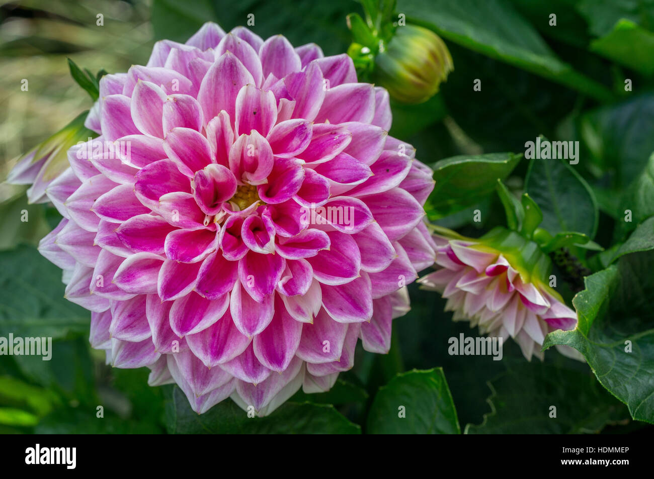 Pink dahlia white rims hi-res stock photography and images - Alamy