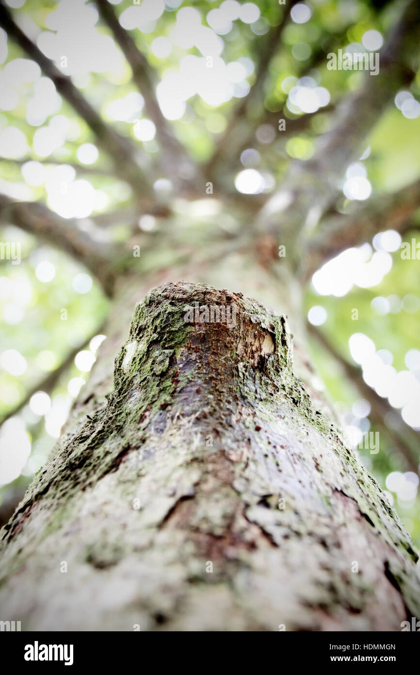 Closed up gnarl of tree uprisen angle view Stock Photo