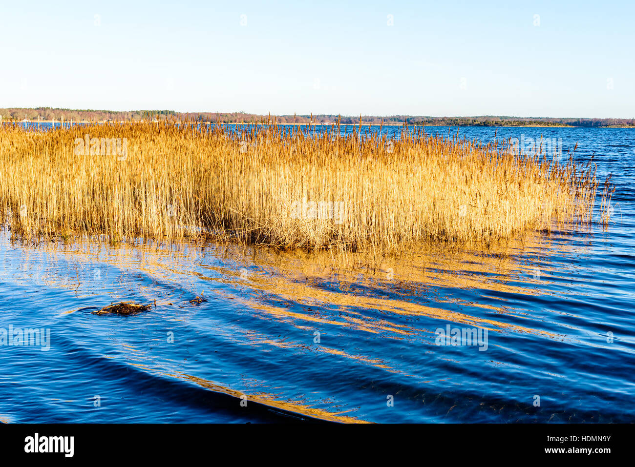 Dry and yellow reed bed in the sea in winter. Stock Photo