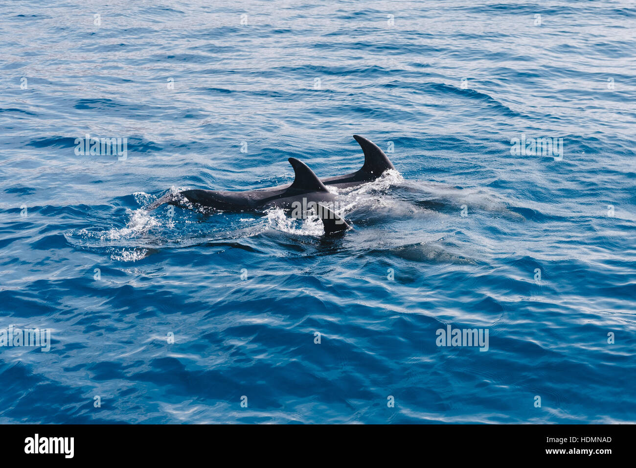 Dolphins watching on the shore of Tenerife, Canary Islands, Spain Stock Photo