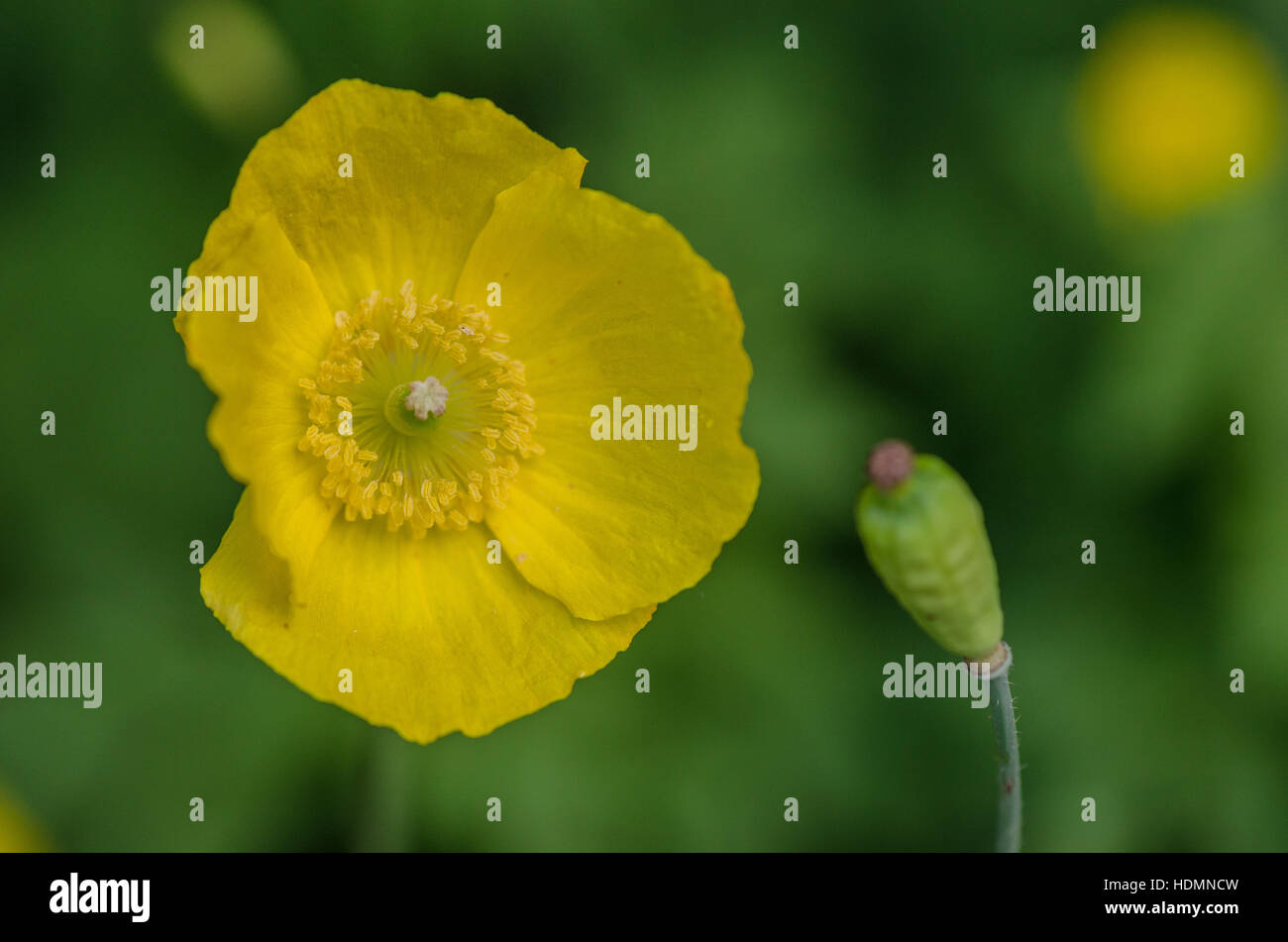 Meconopsis cambrica Welsh poppy yellow flower Stock Photo