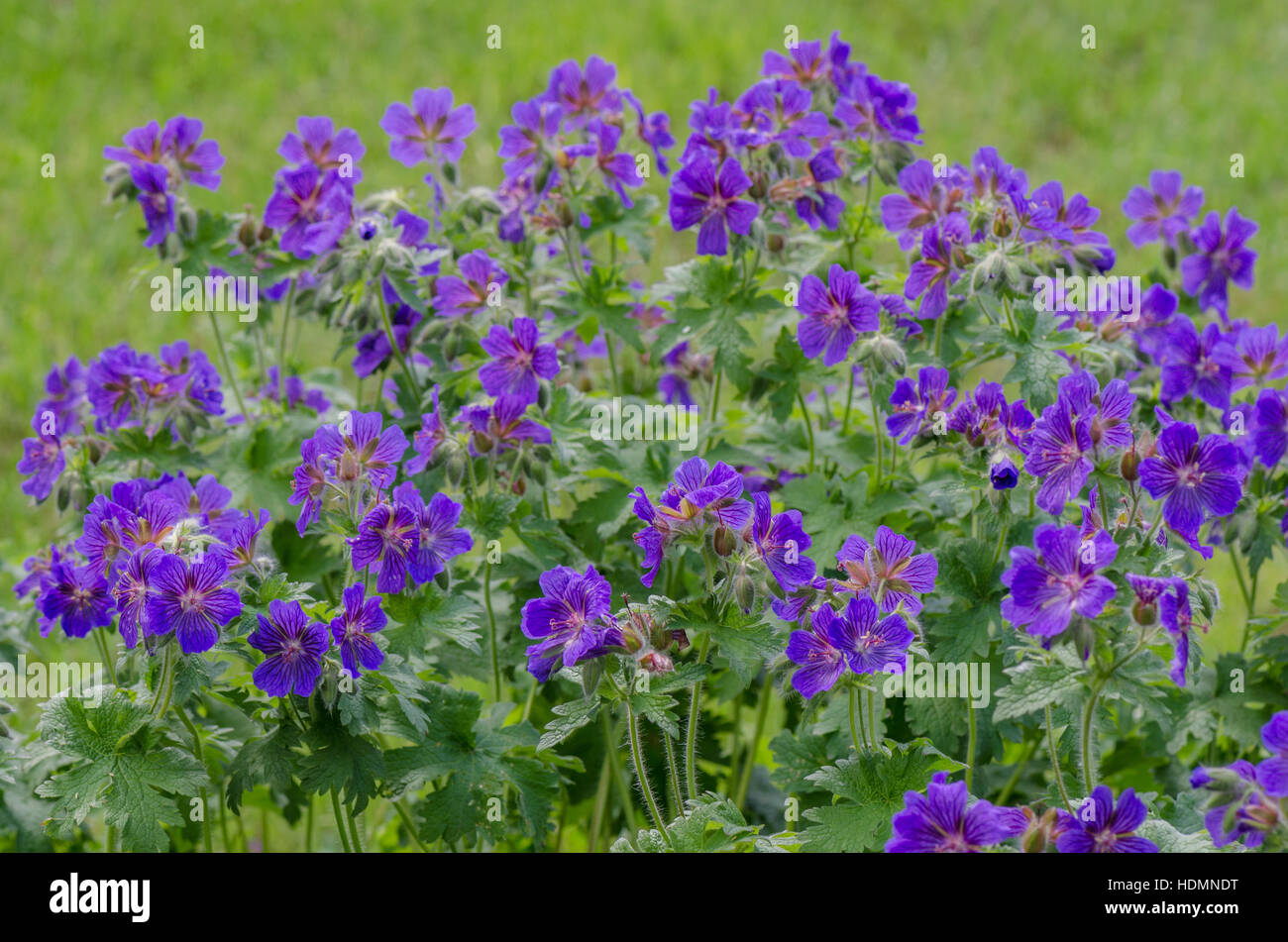 Purple violet Geranium reflexum flowers blooming Stock Photo