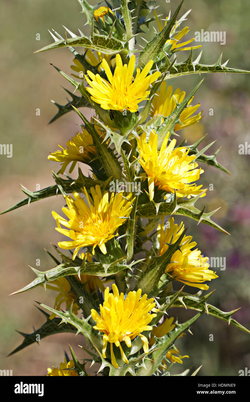 Yellow thistle flowers, Andalucia, Spain Stock Photo Alamy