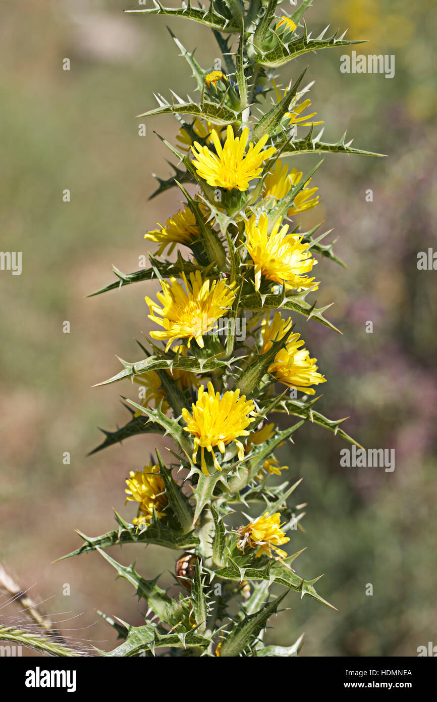 Yellow Thistle High Resolution Stock Photography and Images Alamy