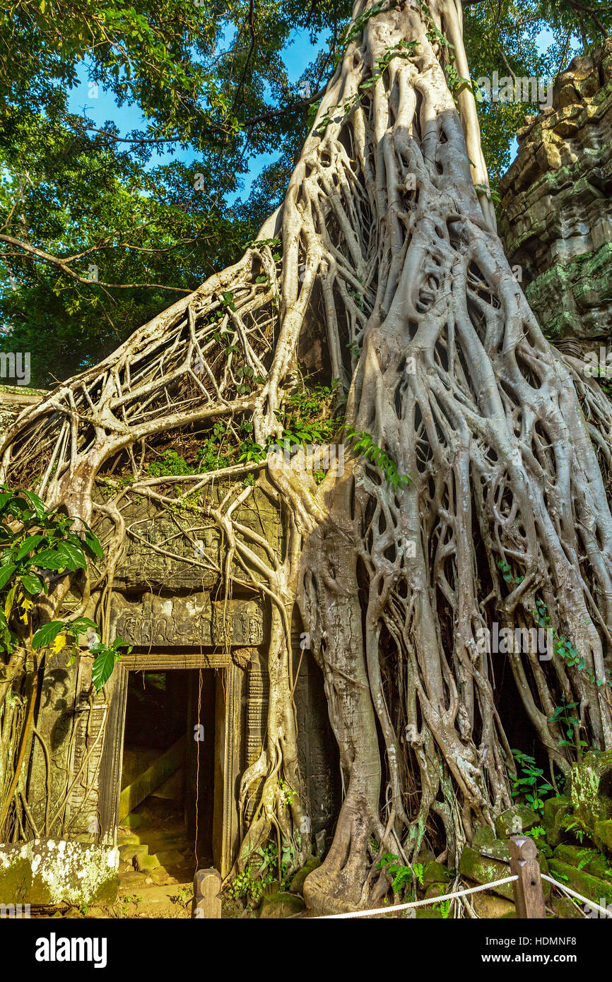 Roots tree invasion nature hi-res stock photography and images - Alamy