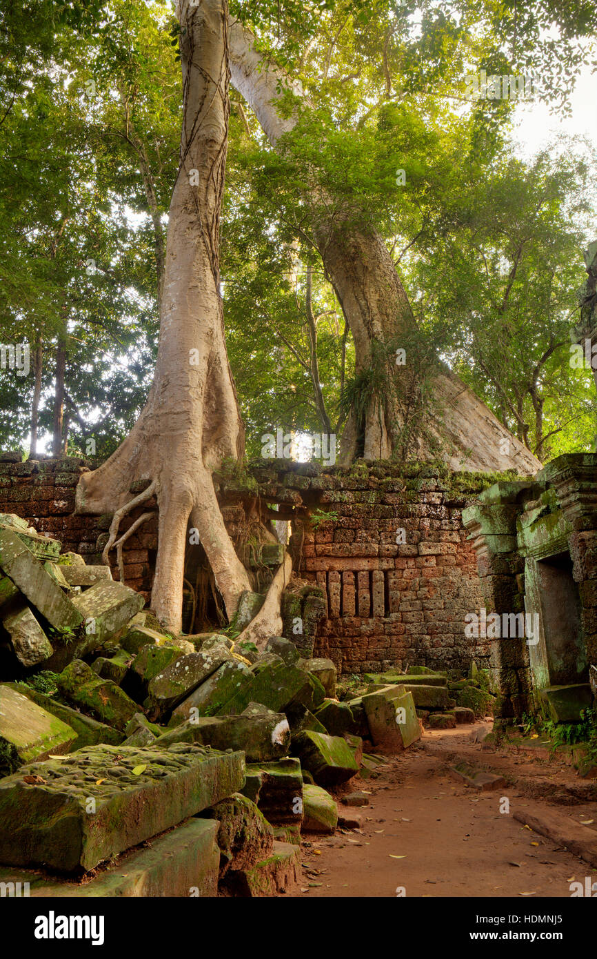 Giant Spung tree roots encroach on ancient temple complex ruins of Ta Prohm in Siem Reap, Kingdom of Cambodia. Stock Photo