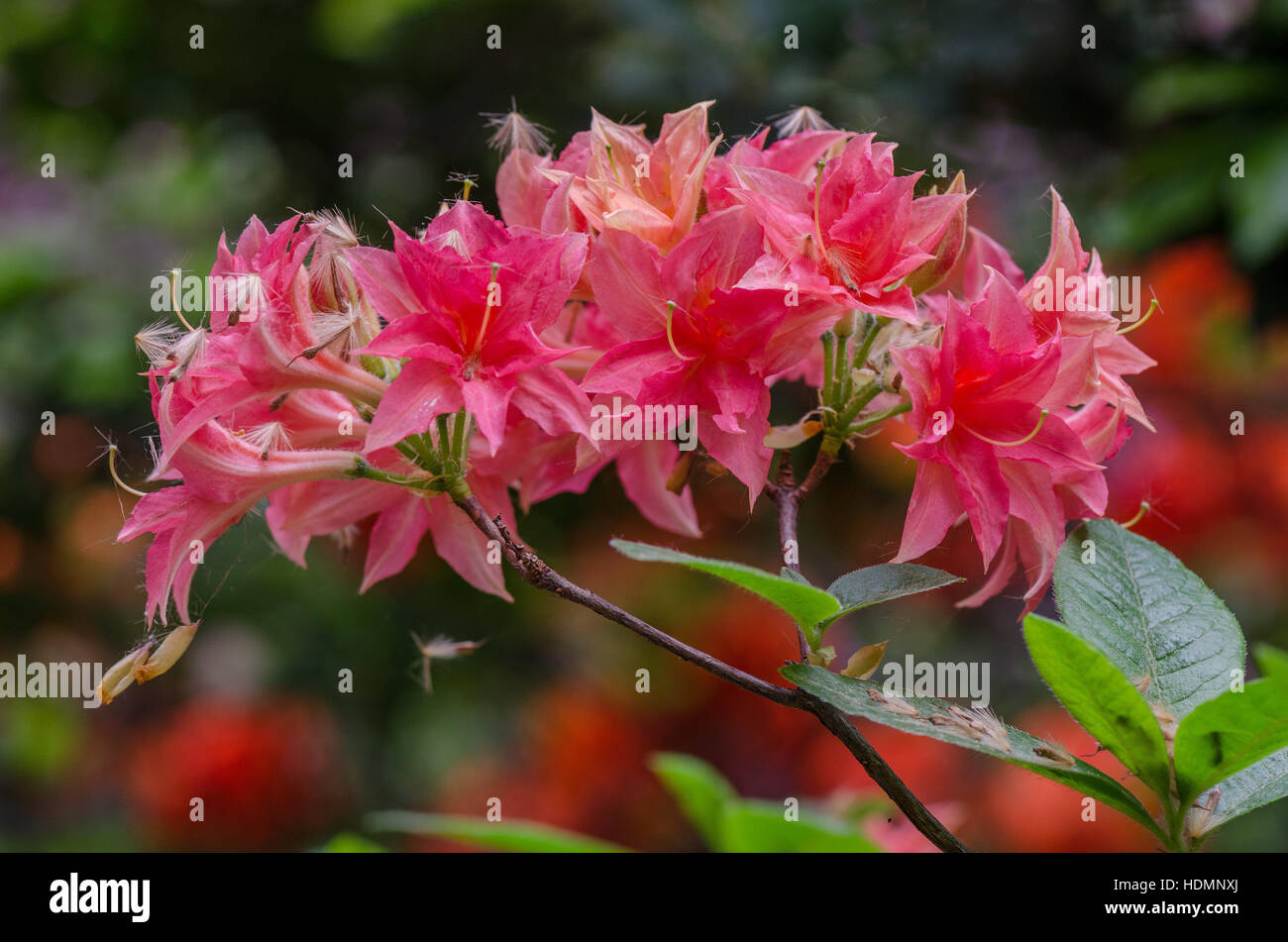 Red Rhododendron Norma blossom close up Stock Photo