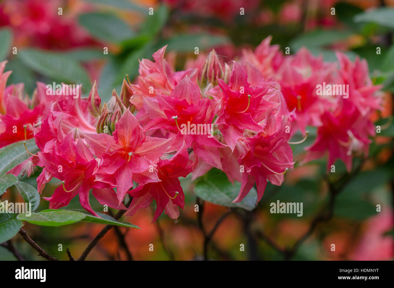 Red Rhododendron Norma blossom close up Stock Photo