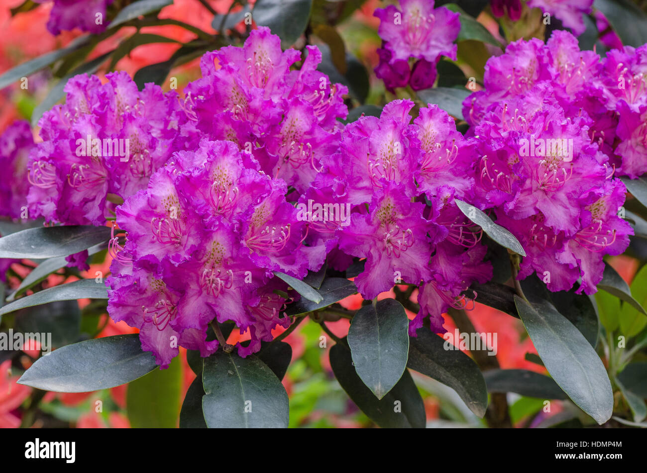 Pink violet rhododendron Everestianum rich blossom Stock Photo