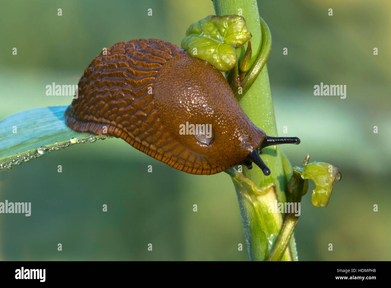 Spanish slug (Arion vulgaris), on plant, Burgenland, Austria Stock Photo
