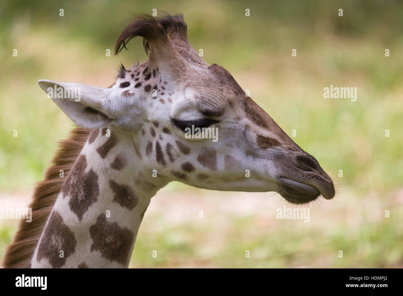 Young Rothschild's giraffe (Giraffa camelopardalis camelopardis), Austria Stock Photo