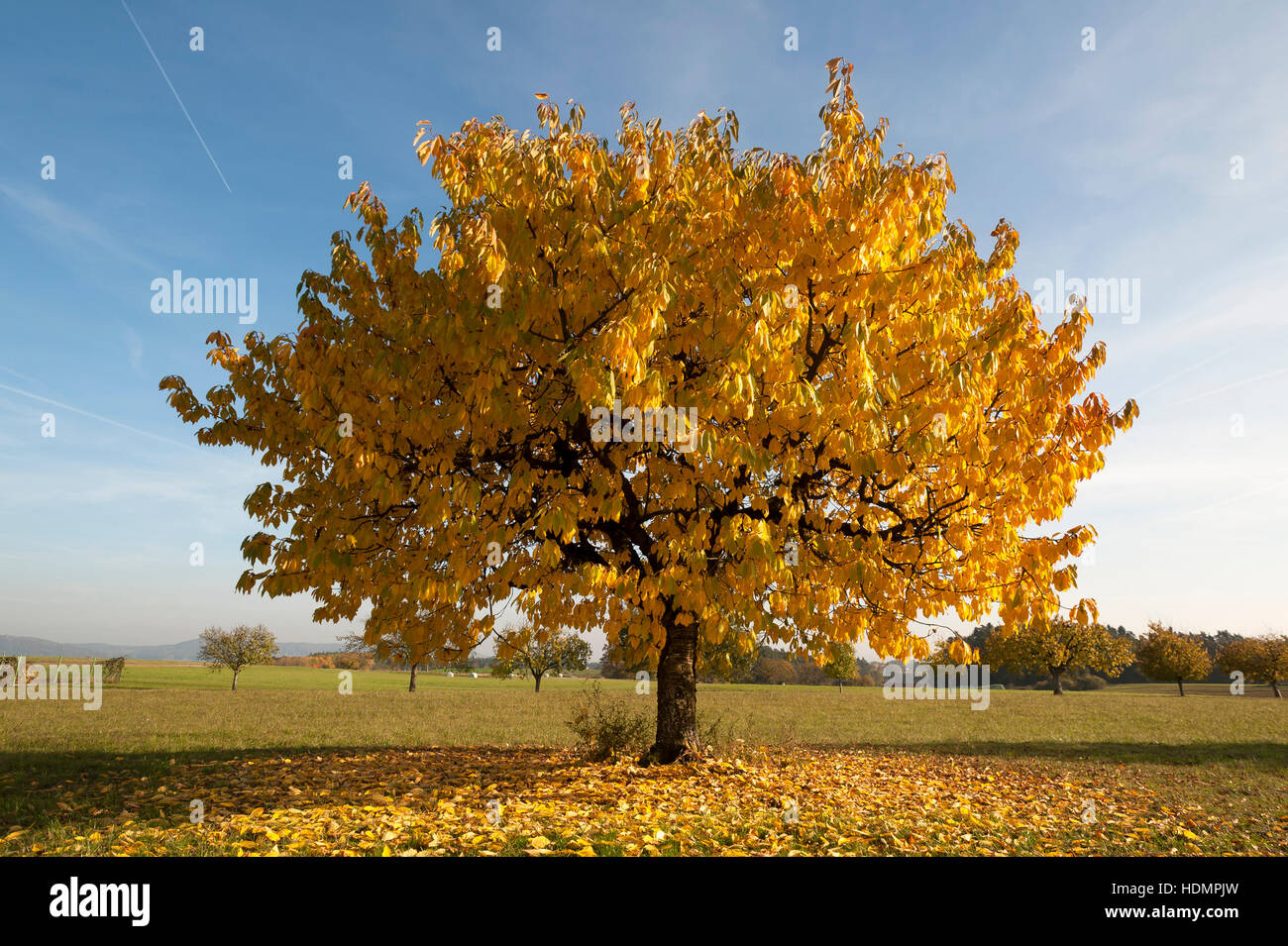 Wild cherry (Prunus avium), yellow leaves in autumn, blue sky, Middle Franconia, Bavaria, Germany Stock Photo
