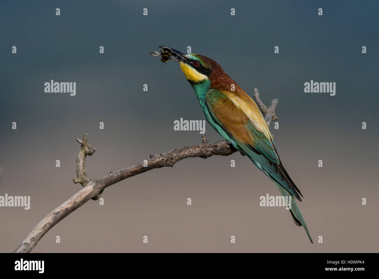 European bee-eater (Merops apiaster) with bee on branch, Reinland-Pfalz, Germany Stock Photo