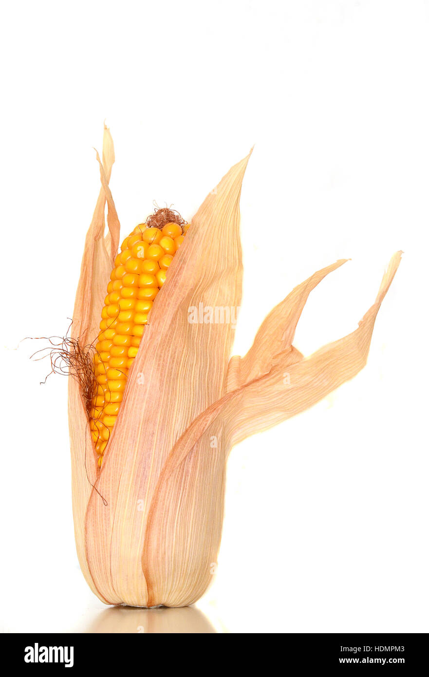 Maize (Zea mays), corncob with leaves Stock Photo Alamy
