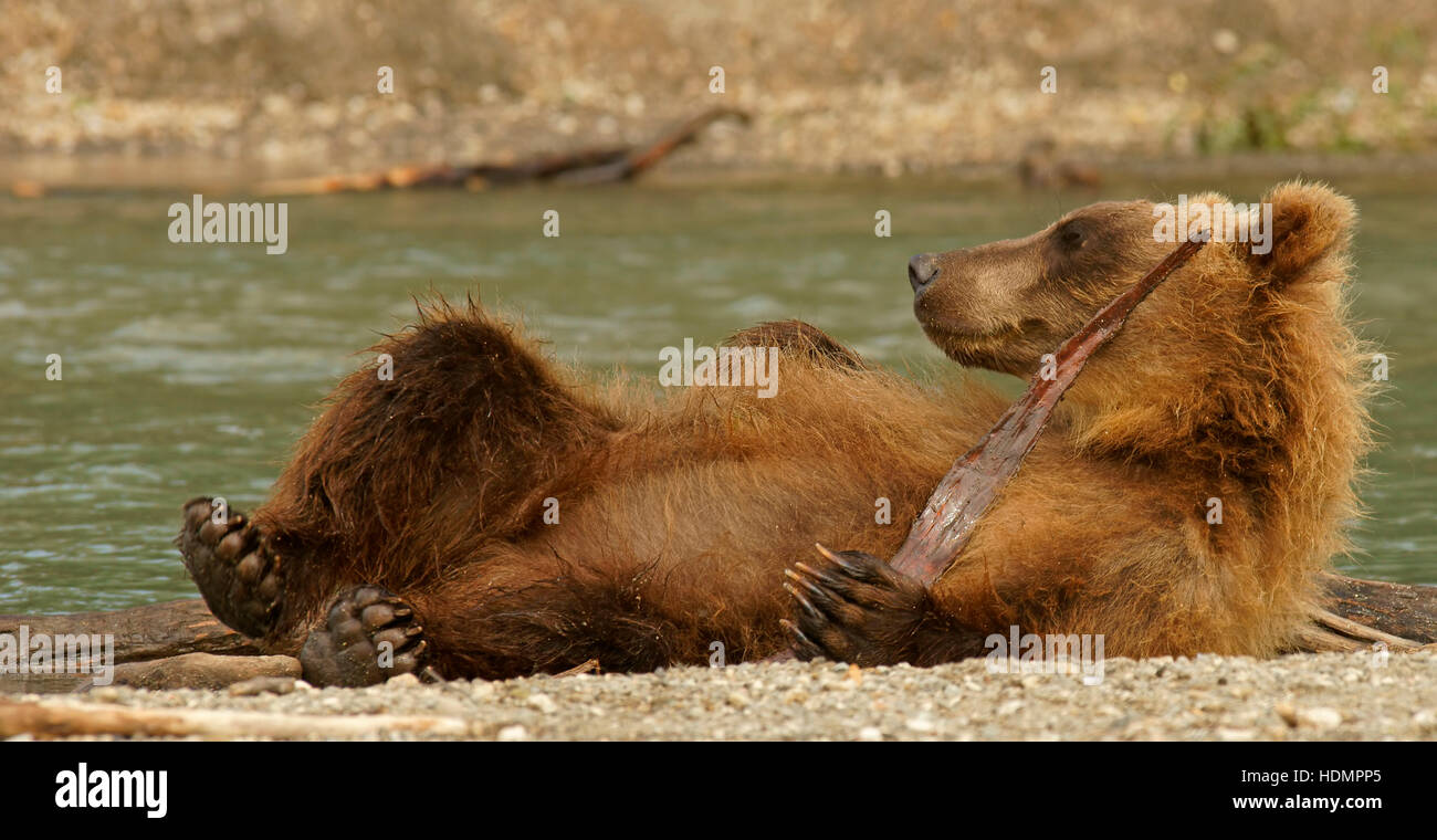Brown bear (Ursus arctos) resting by river, Kamchatka, Russia Stock Photo