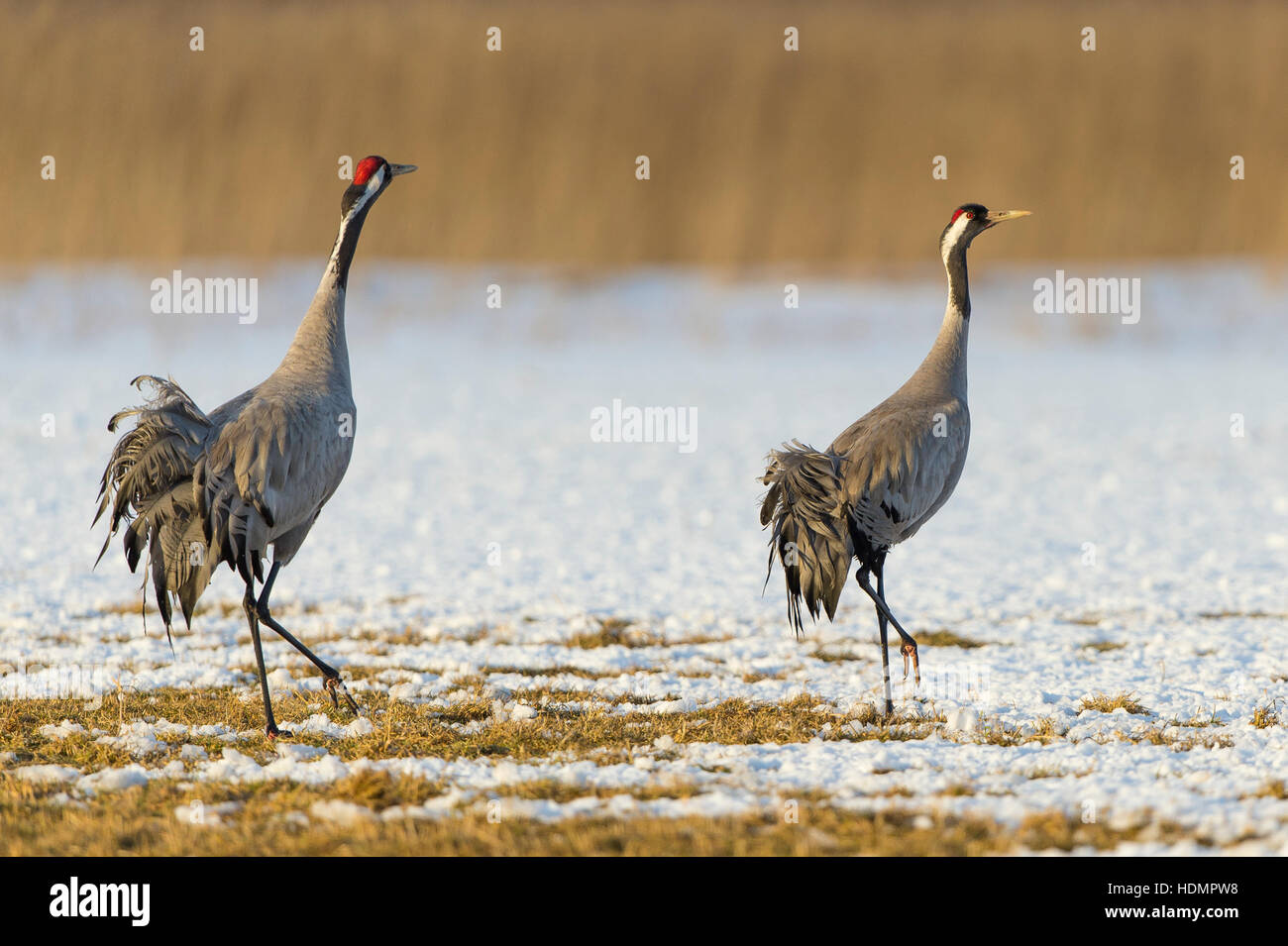 Common or Eurasian cranes (Grus grus), couple in snow, Mecklenburg-Western Pomerania, Germany Stock Photo