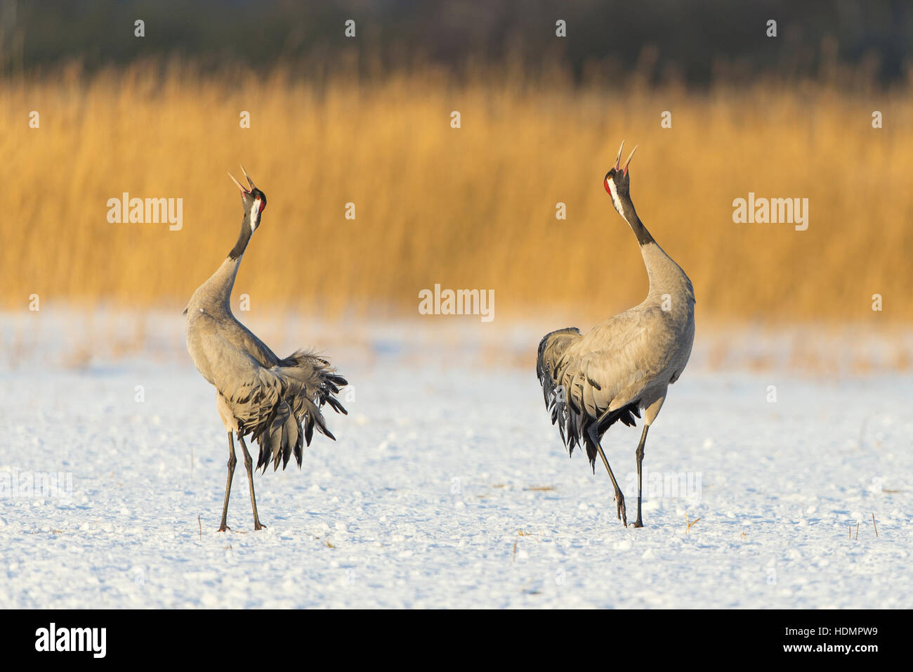Common or Eurasian cranes (Grus grus), couple in snow, courtship display, Mecklenburg-Western Pomerania, Germany Stock Photo