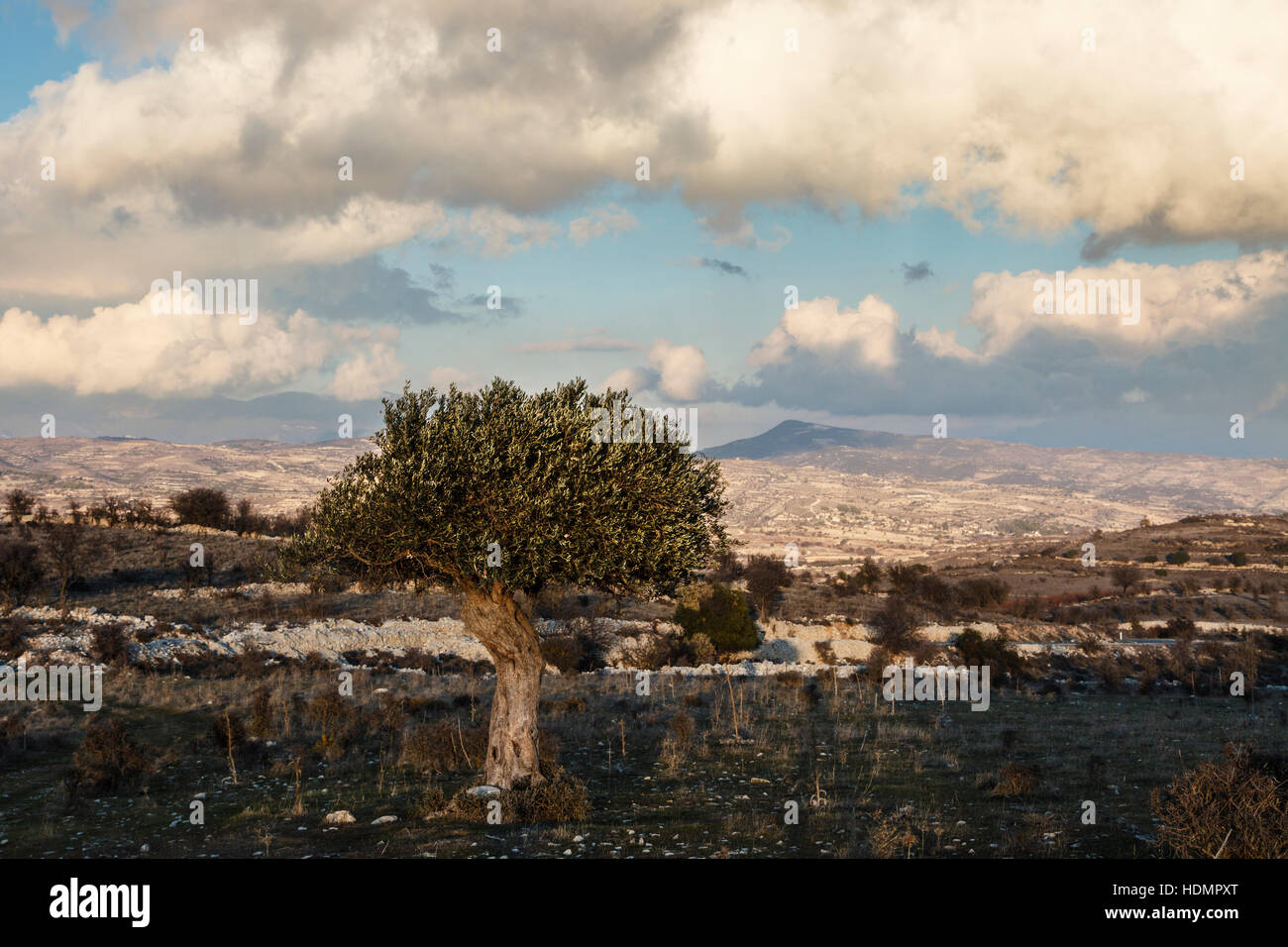 Olive tree in the foothills of the Troodos Mountains, Cyprus Stock Photo