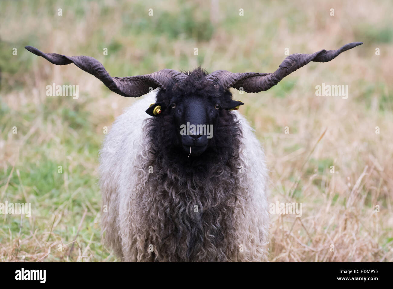 Racka sheep (Ovis aries strepsiceros Hungaricus) with long horns, Hesse, Germany Stock Photo