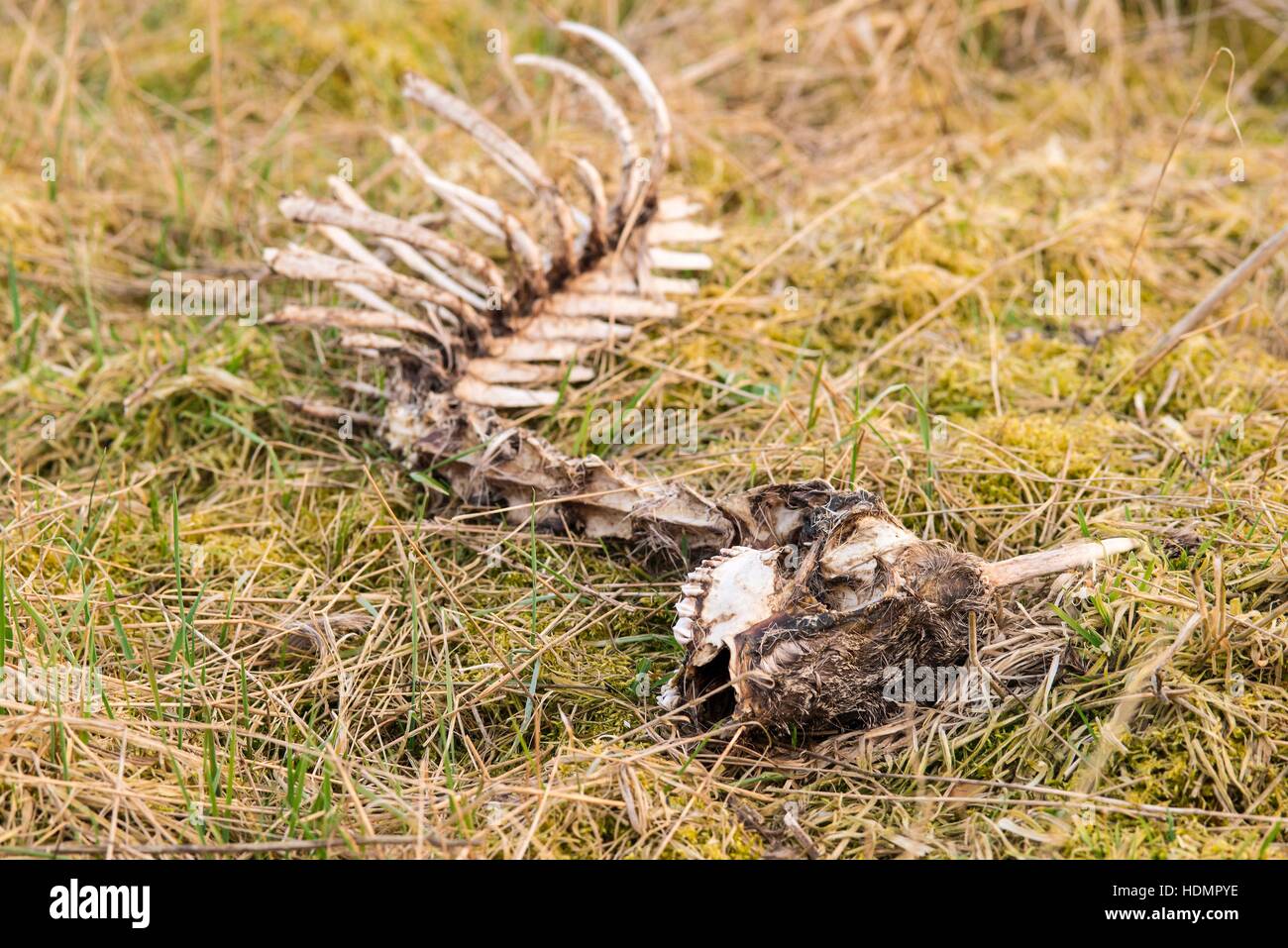 Skeleton of roebuck (Capreolus capreolus), in meadow, Lüneburg Heath, Lower Saxony, Germany Stock Photo