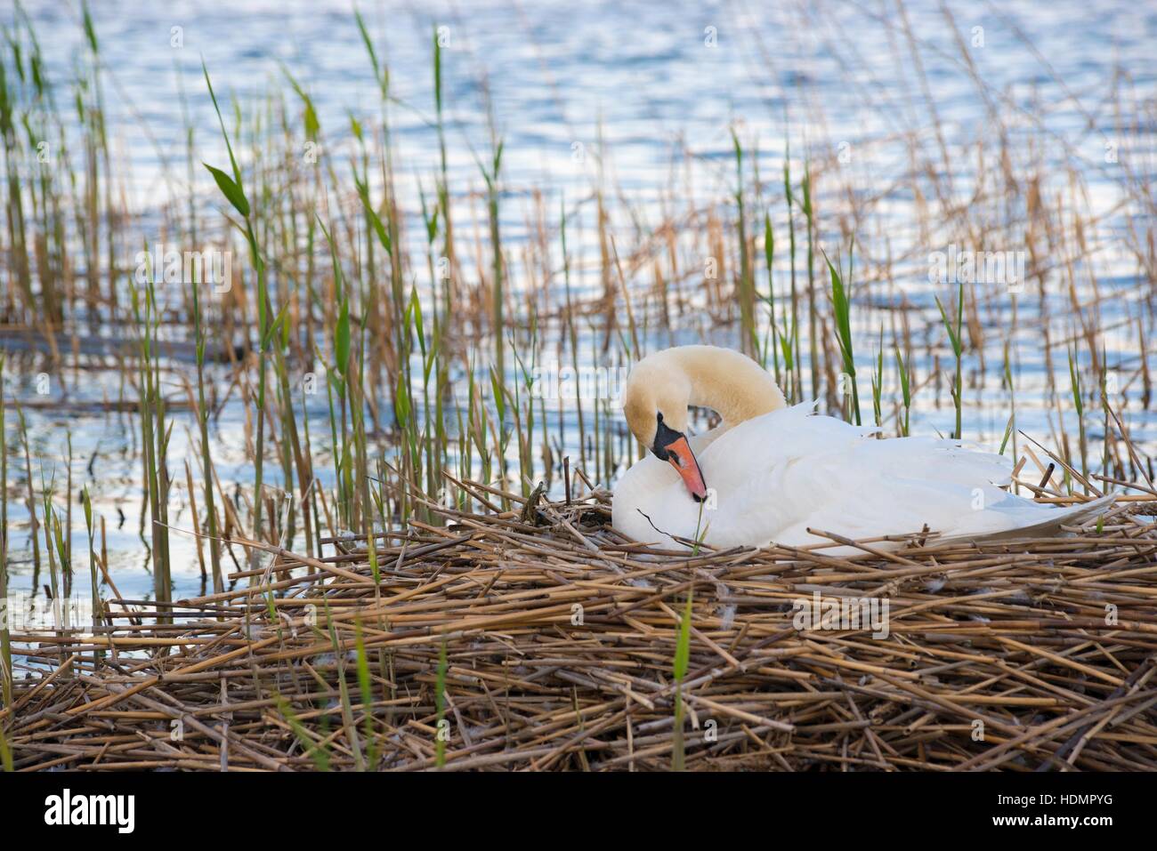 Mute swan (Cygnus olor) sitting on nest in reeds, brooding, preening, Steinhuder Meer Nature Park, Lower Saxony, Germany Stock Photo