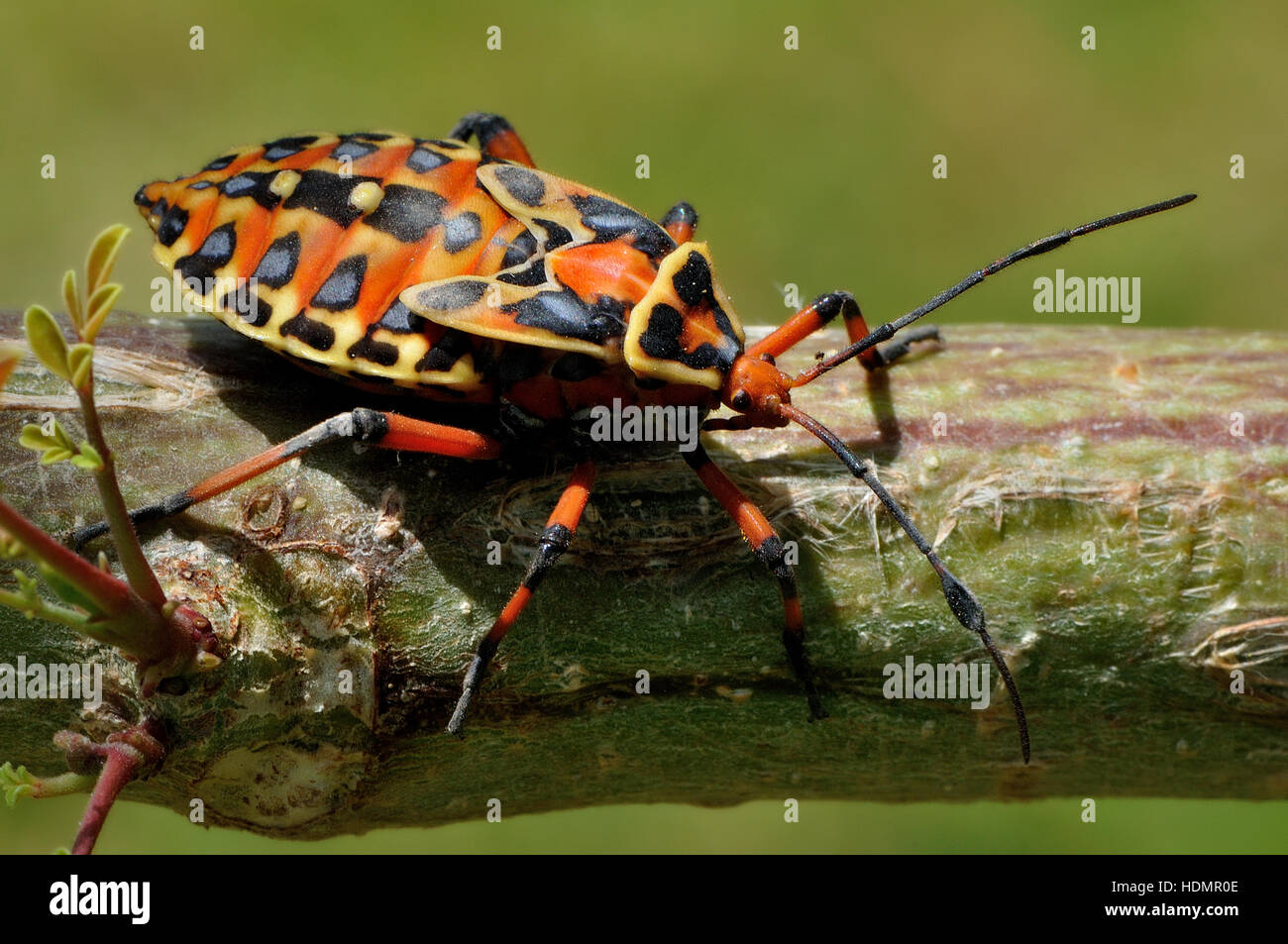 Tree bug (Heteroptera) , Corozal District, Belize Stock Photo