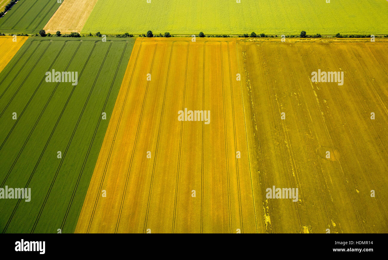 Rhinr Rift Valley Aerial photograph, fields in Rhine Rift Valley, near Weilerswist ...