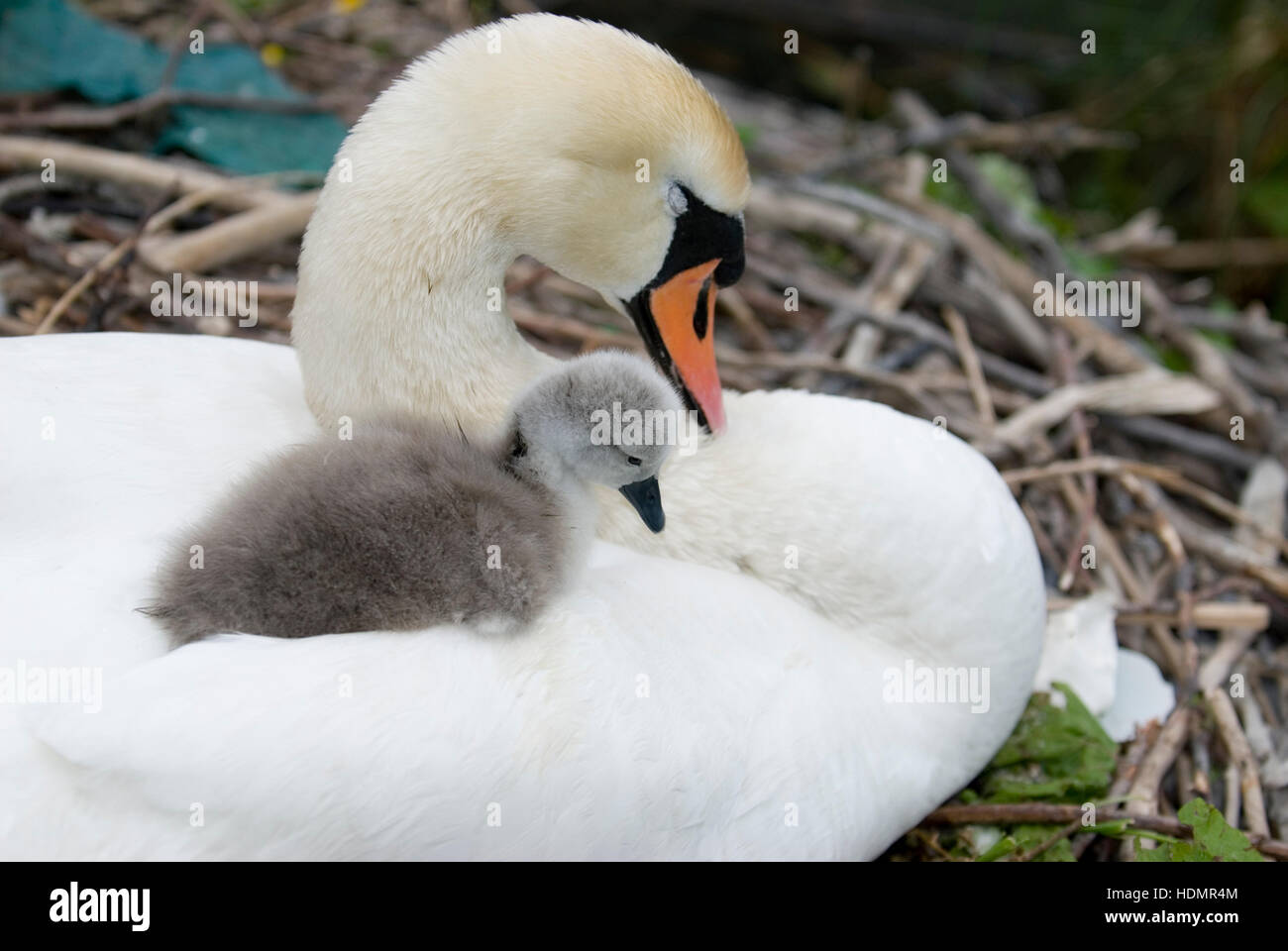 Mute Swan (Cygnus olor) with chick, Reichraming, Upper Austria, Europe Stock Photo