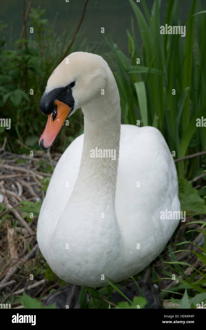 Mute Swan (Cygnus olor), Reichraming, Upper Austria, Europe Stock Photo