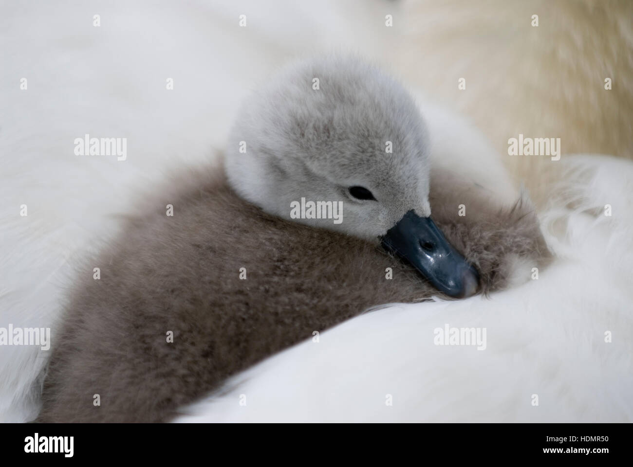 Mute Swan (Cygnus olor), chick, Reichraming, Upper Austria, Europe Stock Photo