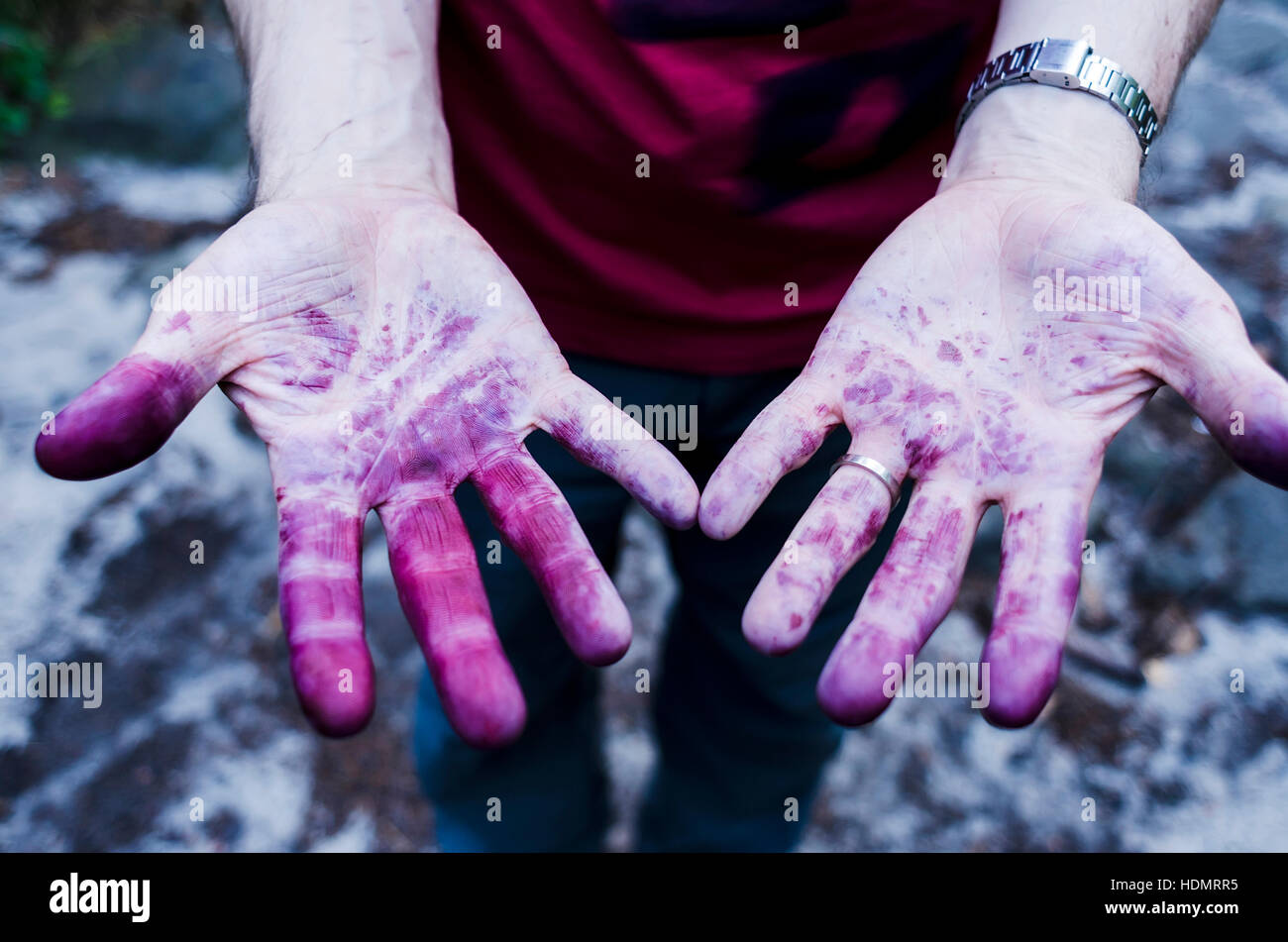 blueberry hands Stock Photo