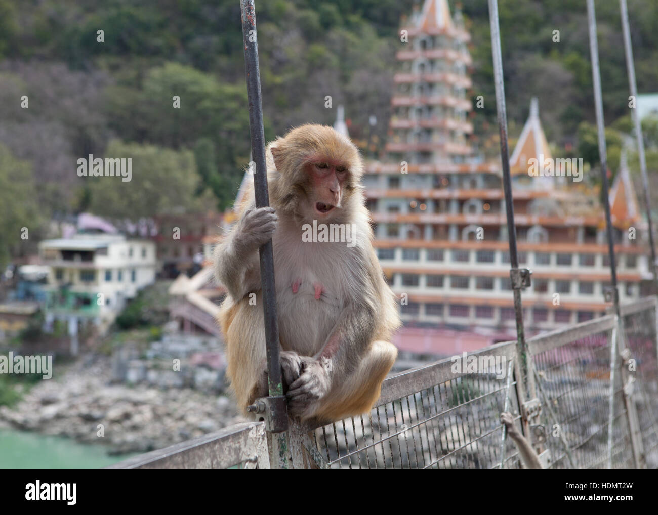 Monkey on suspension bridge over Ganges river at Rishikesh, India Stock Photo