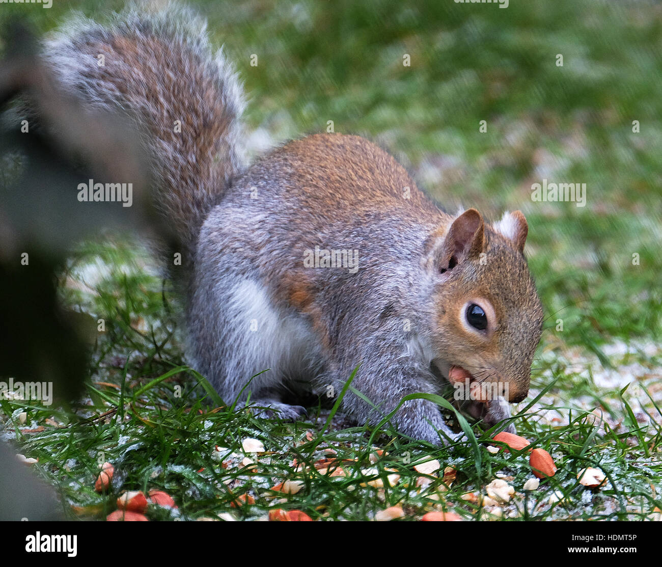 Sciurus carolinensis, common name eastern gray squirrel Stock Photo - Alamy