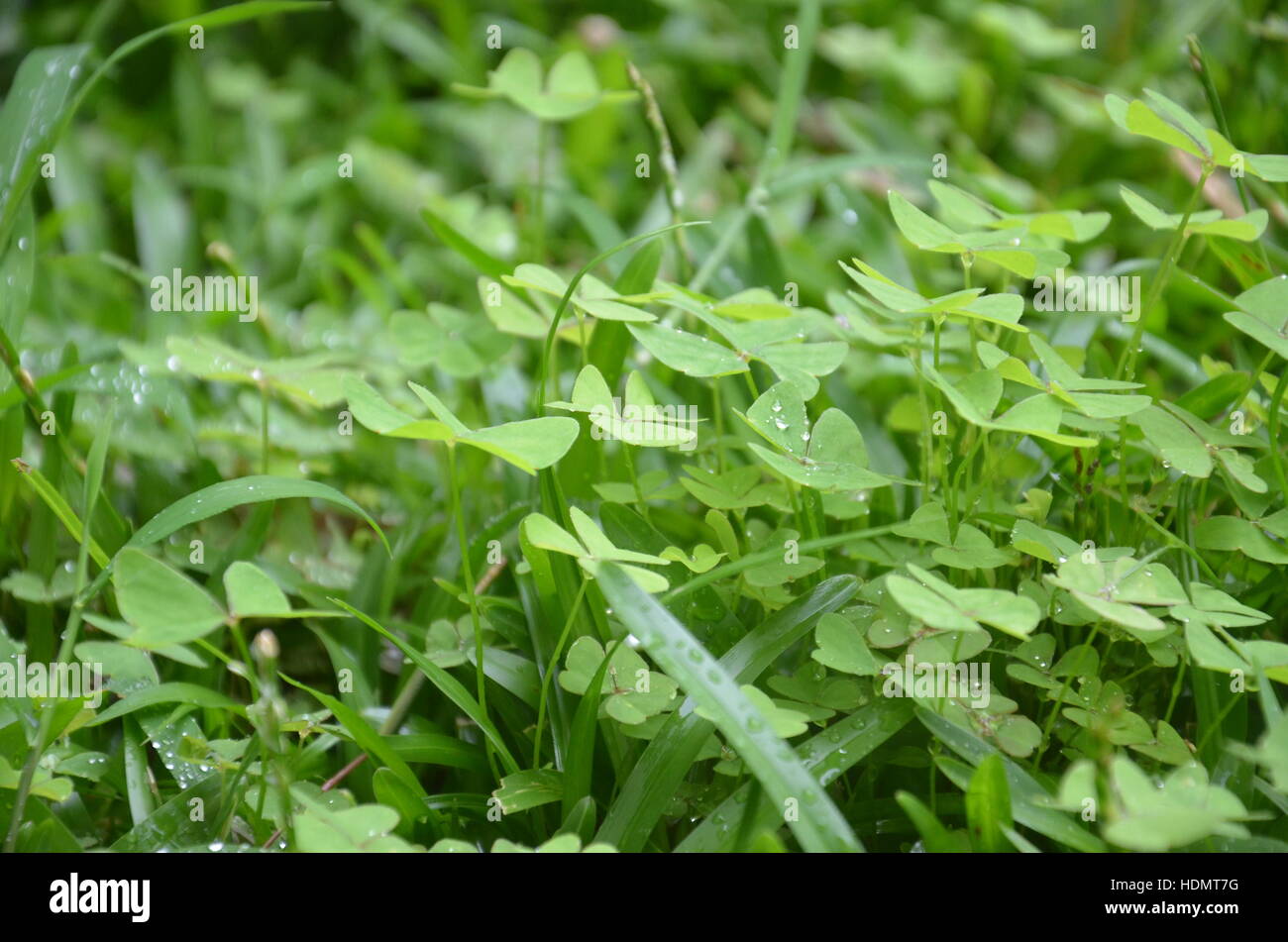Grass Clover Dew Stock Photo