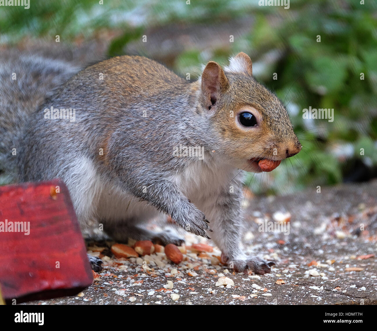 Sciurus carolinensis, common name eastern gray squirrel Stock Photo - Alamy
