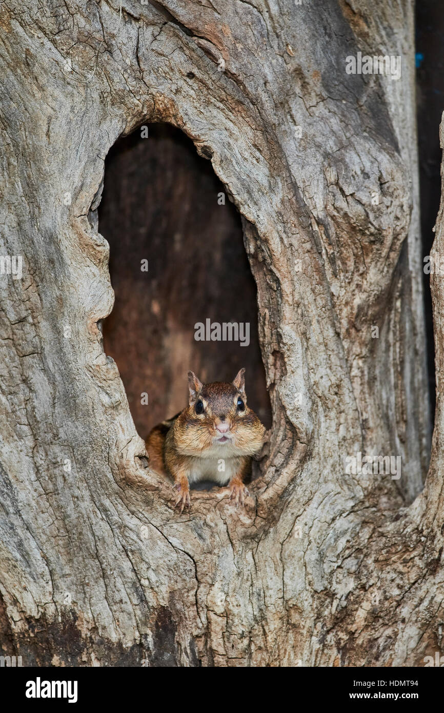 Eastern Chipmunk looking out of old tree hold Stock Photo